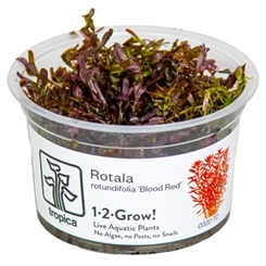 Rotala rotundifolia Blood Red - 1-2-grow